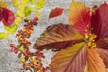 Autumn leaf composition. Studio shot on wooden background.Colorful autumn leaves on a white background. Background of autumn Royalty Free Stock Photo