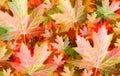 Autumn Leaf Concept