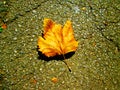 Autumn leaf on the concrete.