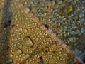 Autumn leaf covered in dew drops macro close up shot Royalty Free Stock Photo