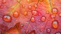 Autumn Leaf Covered In Dew Drops Of Water Royalty Free Stock Photo