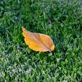 Autumn leaf covered with frost.