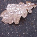 Autumn leaf covered in raindrops Royalty Free Stock Photo