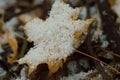 Autumn leaf covered snow. Winter came. Macro. Royalty Free Stock Photo