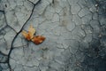 autumn leaf on cracked concrete background Royalty Free Stock Photo