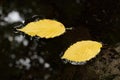 Autumn leaf dance on dark water. Royalty Free Stock Photo