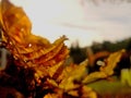 Autumn leaf, detail on blured sky background Royalty Free Stock Photo