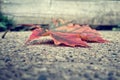 Autumn leaf detail Royalty Free Stock Photo