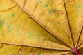 Autumn leaf detail Royalty Free Stock Photo