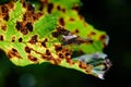 Autumn leaf detail in the morning light Royalty Free Stock Photo