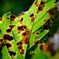 Autumn leaf detail in the morning light Royalty Free Stock Photo