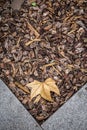 Autumn leaf detail in a park in Barcelona Catalonia Royalty Free Stock Photo