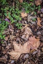 Autumn leaf detail in a park in Barcelona Catalonia Royalty Free Stock Photo