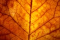 Autumn leaf details with backlit lighting Royalty Free Stock Photo