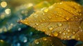 Autumn Leaf with Dewdrops