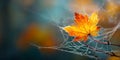 Autumn Leaf DewKissed Maple in Natures Embrace Royalty Free Stock Photo
