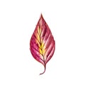 Autumn leaf-Dogwood. Autumn maple leaf isolated on a white background. Watercolor illustration. Royalty Free Stock Photo