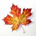 Realistic Watercolor Painting Of A Vibrant Maple Leaf