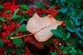 Autumn leaf and drops Royalty Free Stock Photo
