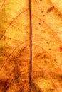 Autumn leaf Royalty Free Stock Photo