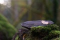 autumn leaf on a dry stone wall Royalty Free Stock Photo