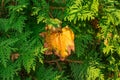 Autumn leaf on evergreen Royalty Free Stock Photo
