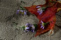 autumn leaf with fading blue flowers on a burlap background. the concept of the completion of summer days, fading love, sadness,