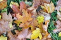 autumn leaf fall - abstract background Royalty Free Stock Photo