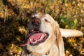 Autumn leaf fall. Labrador. Royalty Free Stock Photo