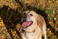 Autumn leaf fall. Labrador. Royalty Free Stock Photo