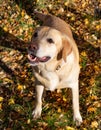 Autumn leaf fall. Labrador. Royalty Free Stock Photo