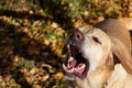 Autumn leaf fall. Labrador. Royalty Free Stock Photo