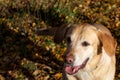 Autumn leaf fall. Labrador. Royalty Free Stock Photo