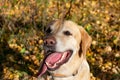 Autumn leaf fall. Labrador. Royalty Free Stock Photo