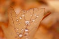 Autumn leaf fall. Oak leaves lie on the ground after rain. Fallen leaves in the rain Royalty Free Stock Photo