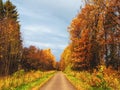 Autumn leaf fall. Sunny path in a misty autumn park with falling leaves. A country road through a deciduous forest Royalty Free Stock Photo