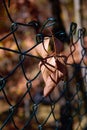 Autumn leaf fallen on metal fence in the forest blurry background closeup no people