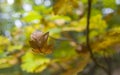 Autumn leaf falling Royalty Free Stock Photo
