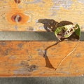 Autumn leaf fell on the wooden bench