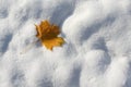 Autumn leaf on the first snow Royalty Free Stock Photo