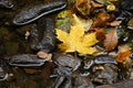Autumn leaf floating in river Royalty Free Stock Photo