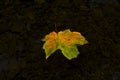 Autumn leaf floating in a stream Royalty Free Stock Photo