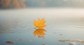 Autumn Leaf Floating On Tranquil Water Surface Royalty Free Stock Photo