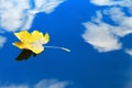 Autumn leaf floating on water reflection of the blue sky and white clouds Royalty Free Stock Photo