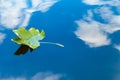 Autumn leaf floating on water reflection of the blue sky and white clouds Royalty Free Stock Photo