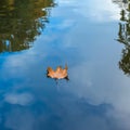 Autumn leaf floating on water reflection of the blue sky and white clouds Royalty Free Stock Photo