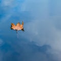 Autumn leaf floating on water reflection of the blue sky and white clouds Royalty Free Stock Photo
