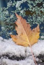 Autumn leaf on the frosted snow