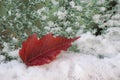 Autumn leaf on the frosted snow