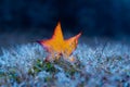 Autumn Leaf on Frosty Grass Royalty Free Stock Photo